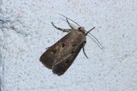 Agrotis exclamationis
