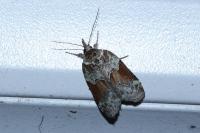 Nycteola siculana