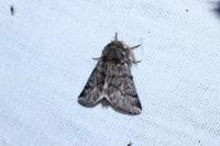 Thaumetopoea pityocampa