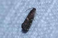 Cydia coniferana