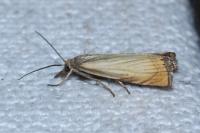 Chrysoteuchia culmella