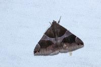 Dysgonia algira
