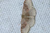Idaea degeneraria