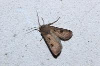 Agrotis exclamationis