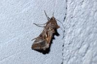 Autographa gamma