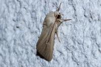Mythimna sicula