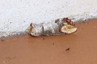 Phalera bucephala
