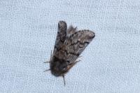 Thaumetopoea pityocampa