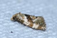 Gynnidomorpha alismana