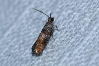 Clavigesta purdeyi