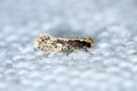 Monopis crocicapitella