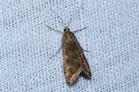 Loxostege sticticalis