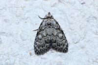 Meganola strigula
