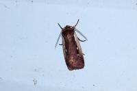 Ochropleura plecta