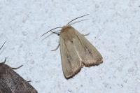 Mythimna sicula