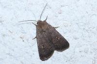 Caradrina flavirena