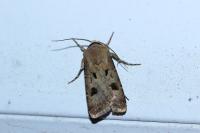Agrotis exclamationis