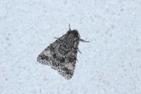 Acronicta megacephala