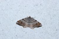 Macaria liturata