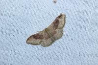 Idaea degeneraria