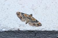 Eupithecia linariata