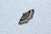 Epirrhoe alternata