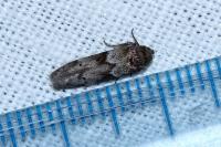 Blastobasis glandulella