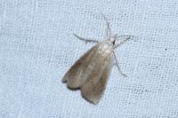 Calamotropha paludella
