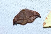 Drepana curvatula