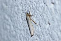 Eilema caniola