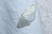 Cabera exanthemata