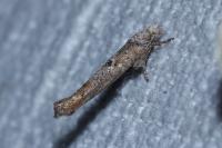 Zelleria oleastrella