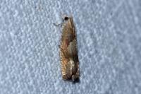Eucosma conterminana