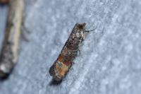 Clavigesta purdeyi
