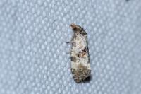 Cochylis molliculana