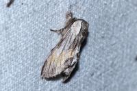 Harpyia milhauseri