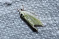 Earias clorana