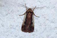 Ochropleura plecta