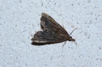 Diplopseustis perieresalis