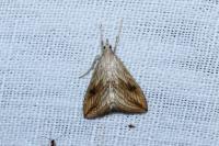 Evergestis forficalis