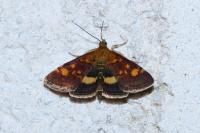 Pyrausta aurata