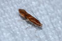 Phyllonorycter corylifoliella