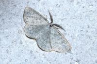 Cabera exanthemata