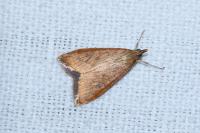 Udea ferrugalis