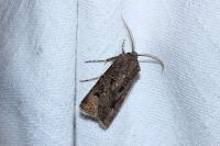 Agrotis bigramma