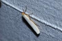 Eilema caniola