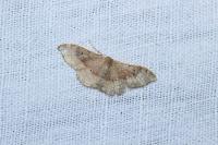 Idaea degeneraria