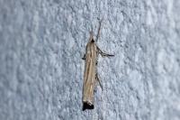 Ancylolomia tentaculella