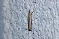 Crambus pascuella