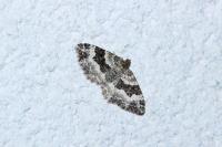 Epirrhoe alternata